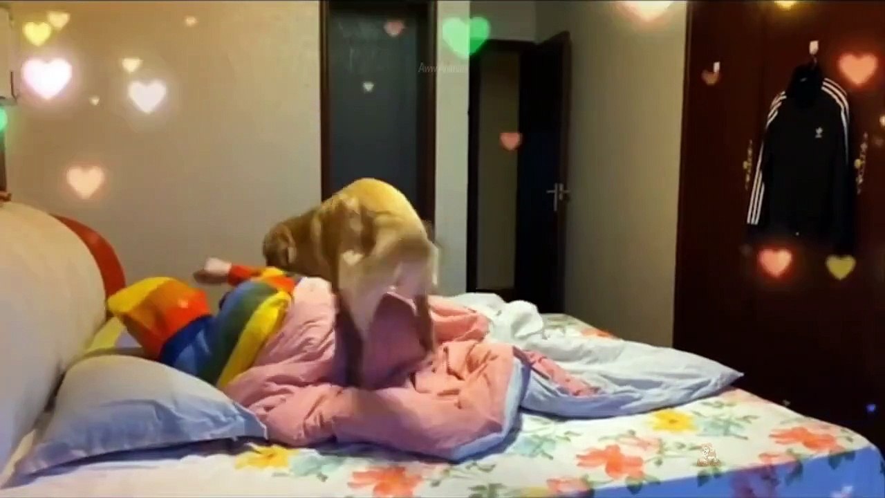 Baby Dogs - Cute and Funny Dog Videos !!