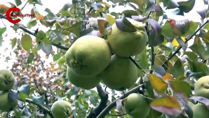 Türkiye'nin meyve ambarı...Futbol topu gibi armutlar şaşırtıyor