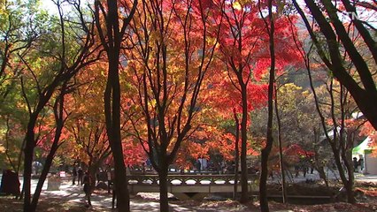 [영상] 내장산, 오색으로 물들다!  / YTN