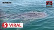 Whale shark sighted near Pulau Kendi, Penang