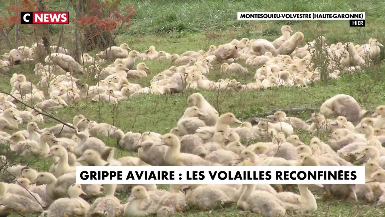 Grippe aviaire : les volailles reconfinées