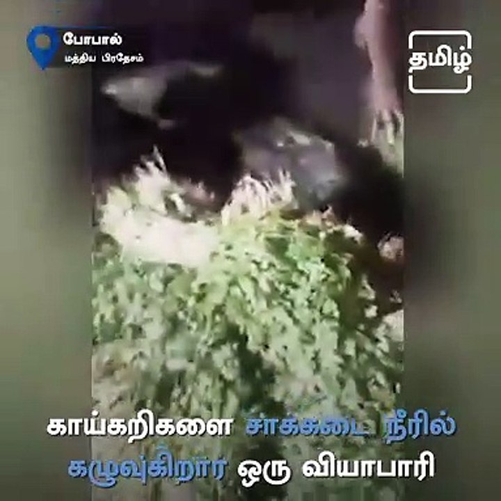 Video Of Vegetable Seller Washing Vegetables In Drain Water
