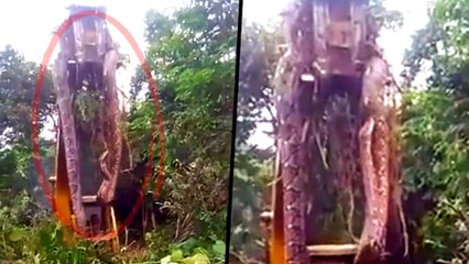 दुनिया के सबसे बड़े साँप का सच ?|biggest snake in the world |boa constrictor