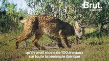 Le lynx ibérique : bientôt sauvé de l'extinction ?