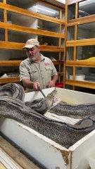 Una enorme serpiente atacó a su cuidador durante una transmisión en vivo