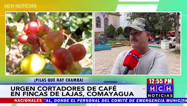 Preocupación por falta de cortadores de café en fincas de Lajas, Comayagua