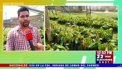 ¡Por mayores beneficios! Olanchanos se cambian a la producción de Cacao abandonado el café y otros granos