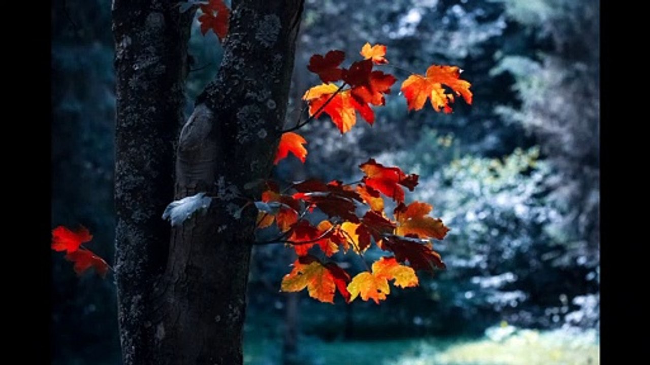 calm and relaxing music with rain sound_