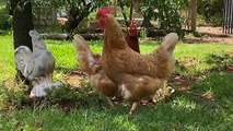 Victoria's sentinel chickens used to detect mosquito-borne diseases being replaced with technology