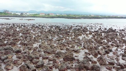 제주 해안가 갯녹음 '심각'...생태계·경관 훼손 / YTN