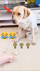 Anjing lucu pura pura mati ( Funny Dog )