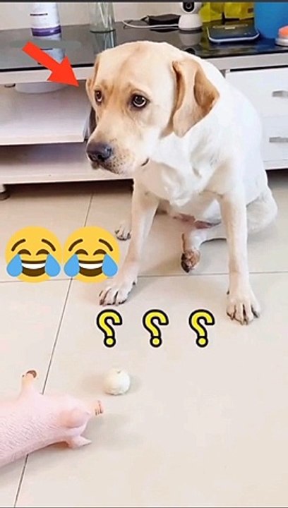 Anjing lucu pura pura mati ( Funny Dog )