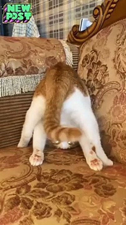 Kucing lucu sedang bermain ( funny cat )