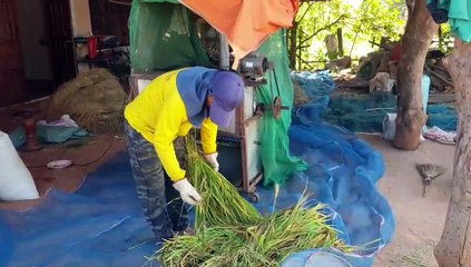 ชาวนครพนมไม่หวั่นข้าวเปลือกราคาตกนำมาแปรรูปทำข้าวเม่าสร้างรายได้งาม ขายได้กิโล 200 บาท