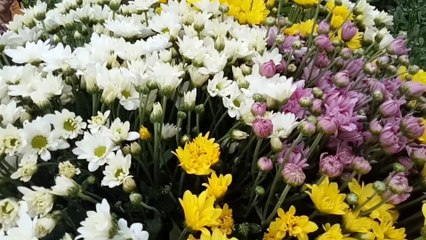 The colorful aster flowers