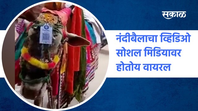 Viral Video on social media | नंदीबैलाचा व्हिडिओ सोशल मिडियावर होतोय वायरल | Sakal