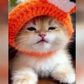 OMG So Cute Cats ♥ Best Funny Cat Videos 2021 ♥ cute and funny cat complement video #61