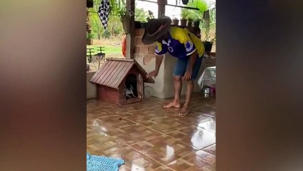 Funny Cat And Dog Videos !!!_Pets Getting Scared Over Nothing -