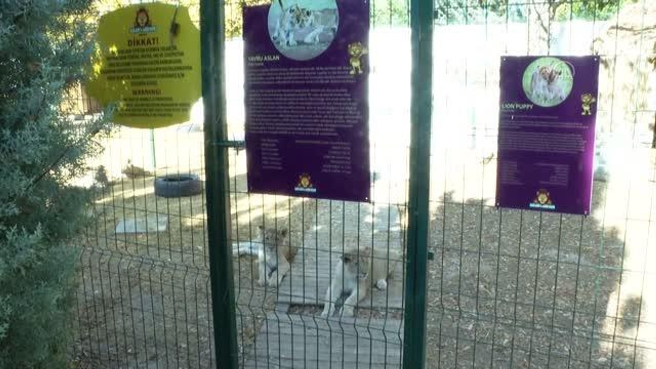 Başkentteki yırtıcı hayvan parkında 3 aslan yavrusu dünyaya geldi