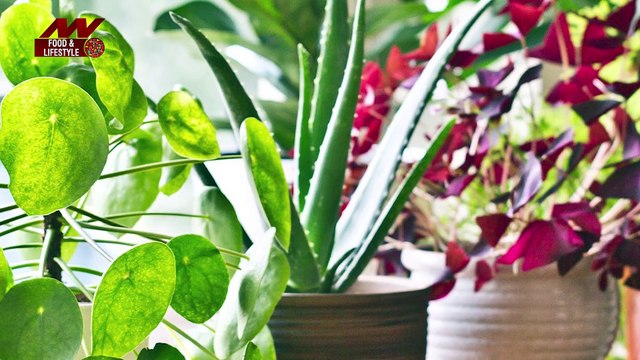 अब Pollution को आसानी से हटाओ, घर में ये असरदार नेचुरल एयर प्यूरिफायर लगाओ Natural Air Purifier|Air Purifier|