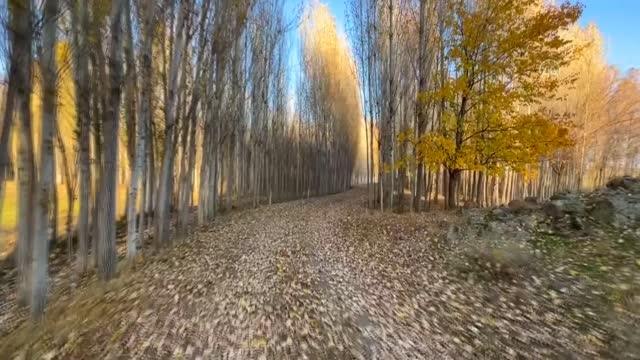 Ağrı Dağı eteklerindeki İrem Bağları'nda sonbahar