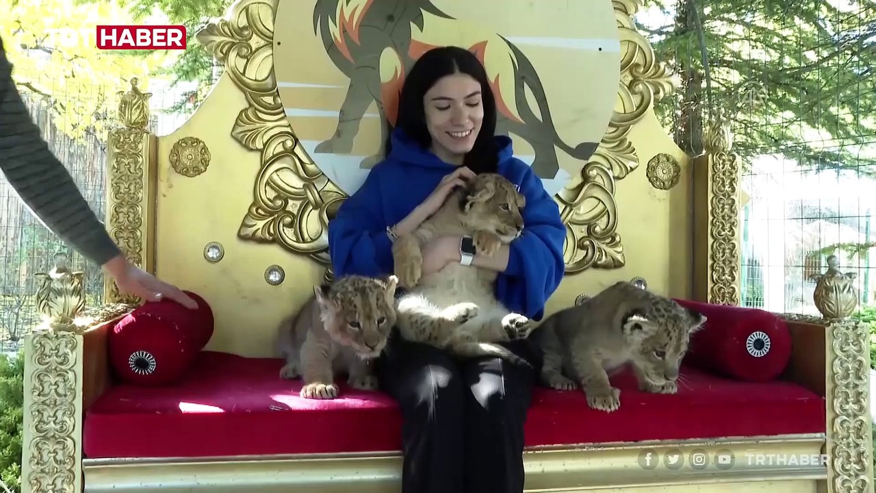 Ankara'daki yırtıcı hayvan parkında 3 aslan yavrusu dünyaya geldi