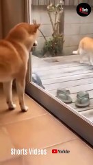 Cats and dogs  funny fighting  video