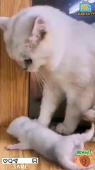 Kucing lucu sedunia ( funny Cat )