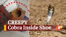 Beware! There May Be A Cobra Inside Your Shoe, Watch This Creepy Video From Bhubaneswar
