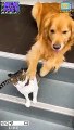 Anjing dan kucing lucu