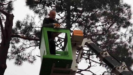 Ağaçta mahsur kalan kediyi Çekmeköy Belediye Başkanı Ahmet Poyraz kurtardı