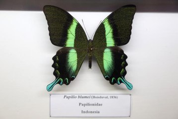 Tahran'daki kelebek müzesinde 60 ülkeden 3 binden fazla böcek türü yer alıyor