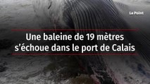 Une baleine de 19 mètres s’échoue dans le port de Calais