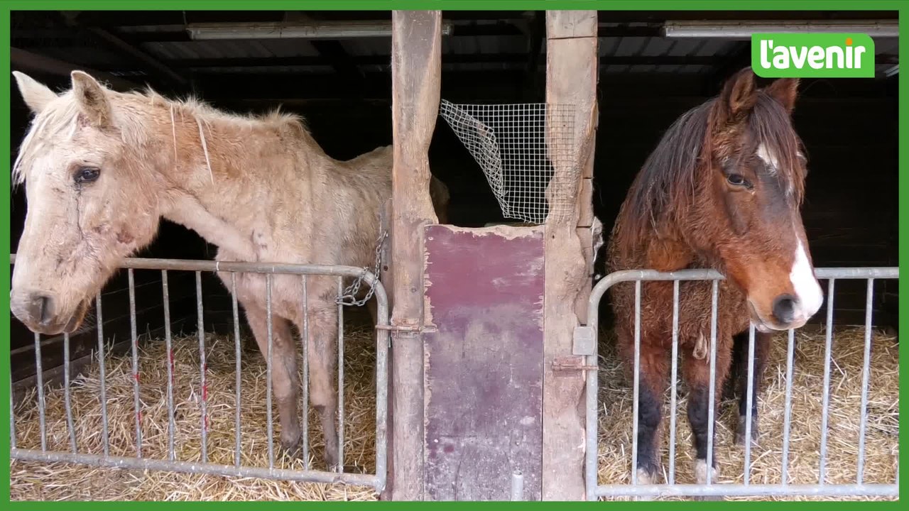 De nombreux soutiens aux propriétaires des chevaux soi-disants maltraités