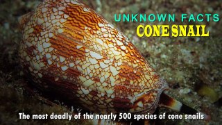 Cone snail I Amazing Cone Snail Facts I Most Dangerous I Implicit Memory
