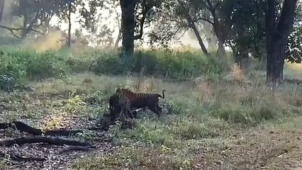 इस तरह शिकार करता है बाघ