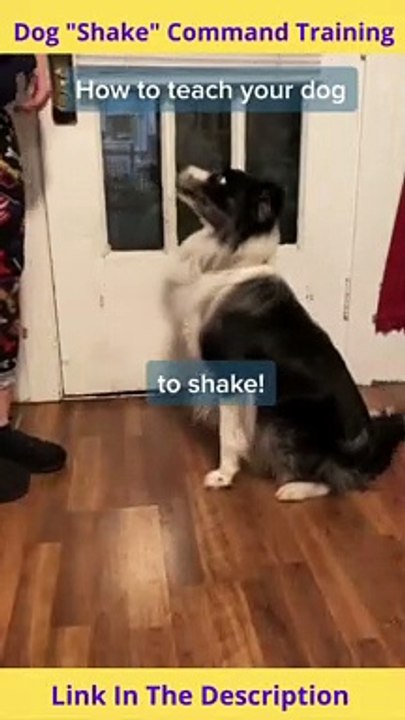 Dog Shake Command Training | How to Teach a Dog to Shake Command