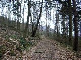 Sortie VTT single track en forêt de Forbach