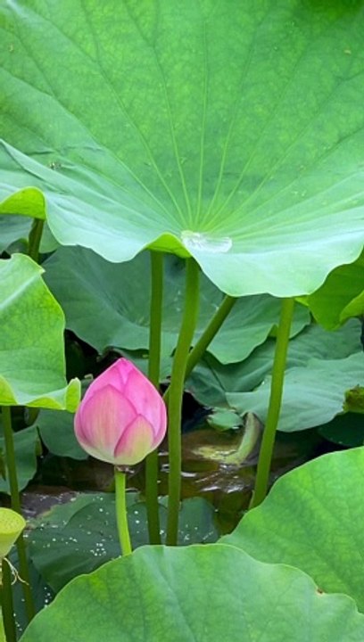 Green leaf