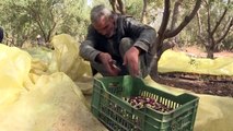 مزارع جزائري ينتج 