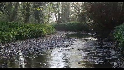 Sounds with Singing Bowls and Birds chirping Sleep Music