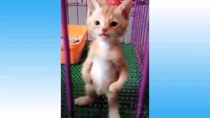 Top Funny Cat Videos Of The Weekly - Try Not To Laugh