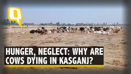'Cows Dying Due to Neglect, Being Buried Alive': Horrific Scenes in UP's Kasganj; DM Denies Claim