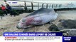 Une baleine de 19 mètres s'est échouée dans le port de Calais