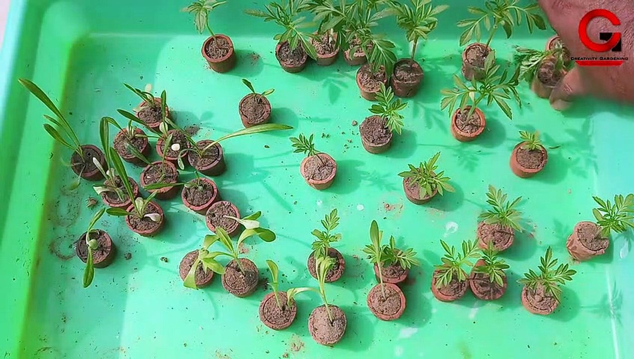 নার্সারি থেকে বাড়িতে চারা গাছ আনবার পর কিভাবে সুস্থ রাখবেন