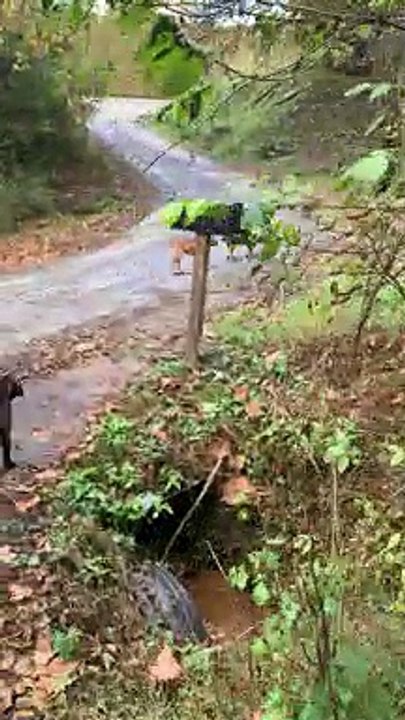 Goat Gets Trapped After Deep Diving Into Food Box