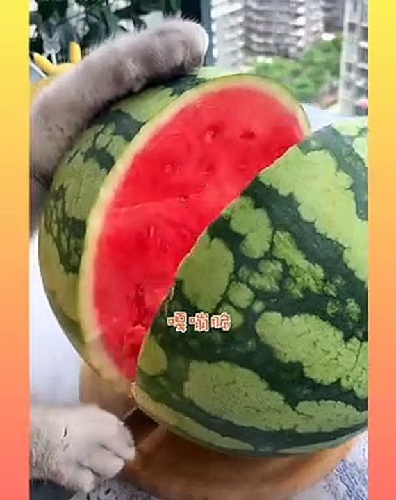 Cute and Funny Cat Videos