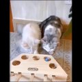 OMG So Cute Cats ♥ Best Funny Cat Videos 2021 ♥ cute and funny cat complement video #70