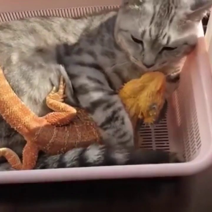 OMG So Cute Cats ♥ Best Funny Cat Videos 2021 ♥ cute and funny cat complement video #68