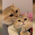 OMG So Cute Cats ♥ Best Funny Cat Videos 2021 ♥ cute and funny cat complement video #67